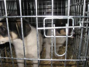 Прикачена снимка