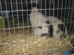 Прикачена снимка