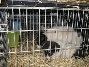 Прикачена снимка