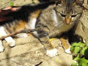 Прикачена снимка