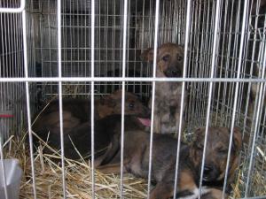 Прикачена снимка