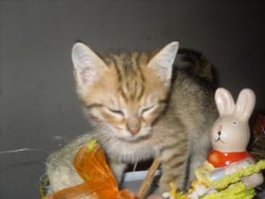 Прикачена снимка