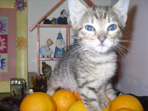 Прикачена снимка