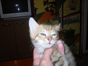Прикачена снимка