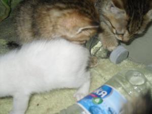 Прикачена снимка