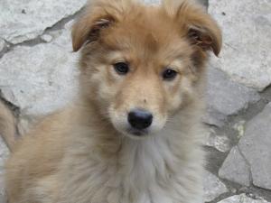 Прикачена снимка