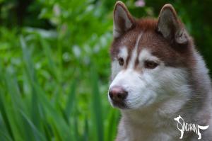 Прикачена снимка