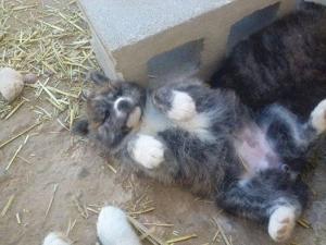 Прикачена снимка