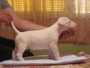Прикачена снимка