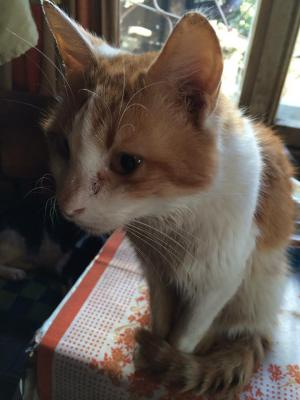 Прикачена снимка