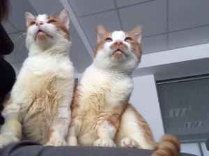 Прикачена снимка