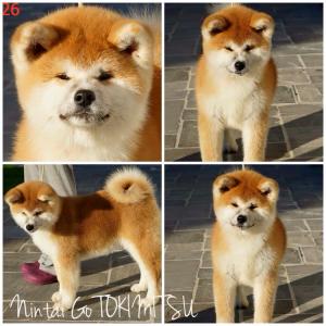 Прикачена снимка