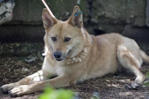 Прикачена снимка