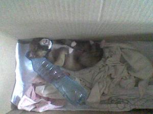 Прикачена снимка