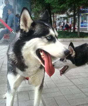 Прикачена снимка