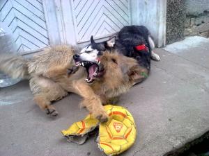 Прикачена снимка