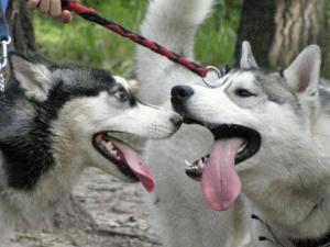 Прикачена снимка
