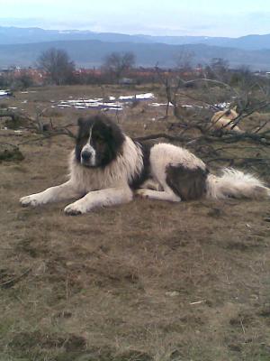 Прикачена снимка