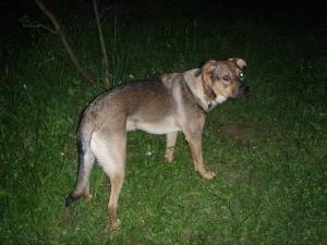 Прикачена снимка