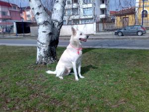 Прикачена снимка