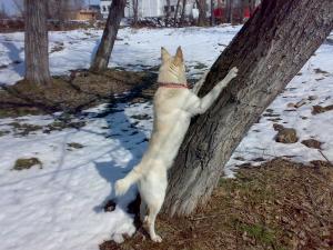 Прикачена снимка
