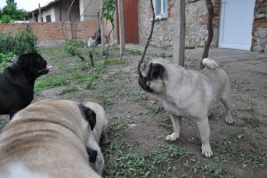 Прикачена снимка
