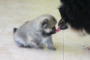 Прикачена снимка