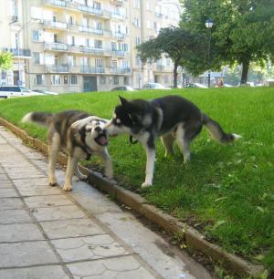 Прикачена снимка
