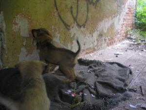 Прикачена снимка