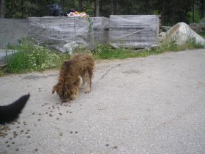 Прикачена снимка