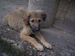 Прикачена снимка