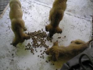 Прикачена снимка