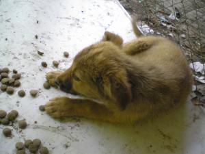 Прикачена снимка
