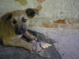 Прикачена снимка