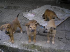 Прикачена снимка