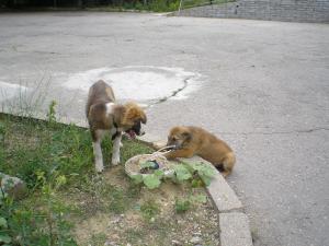 Прикачена снимка
