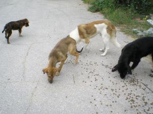 Прикачена снимка