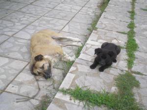 Прикачена снимка