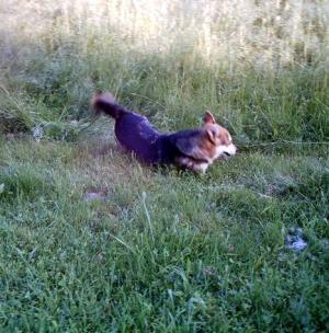 Прикачена снимка