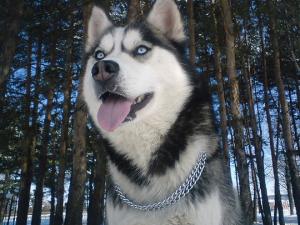 Прикачена снимка