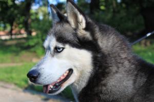 Прикачена снимка