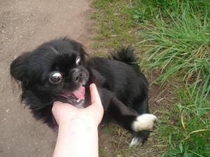 Прикачена снимка