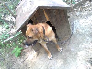 Прикачена снимка