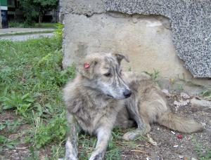 Прикачена снимка