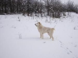 Прикачена снимка