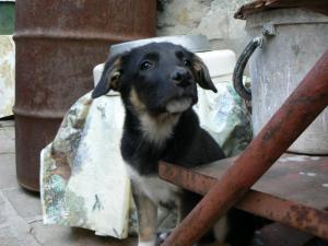 Прикачена снимка