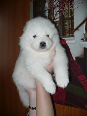 Прикачена снимка