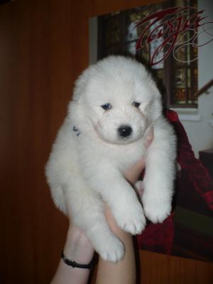 Прикачена снимка