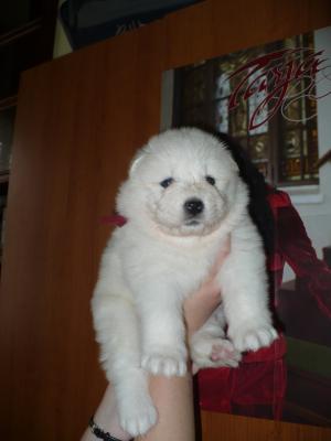 Прикачена снимка