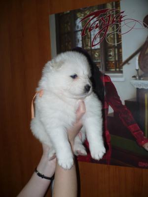 Прикачена снимка